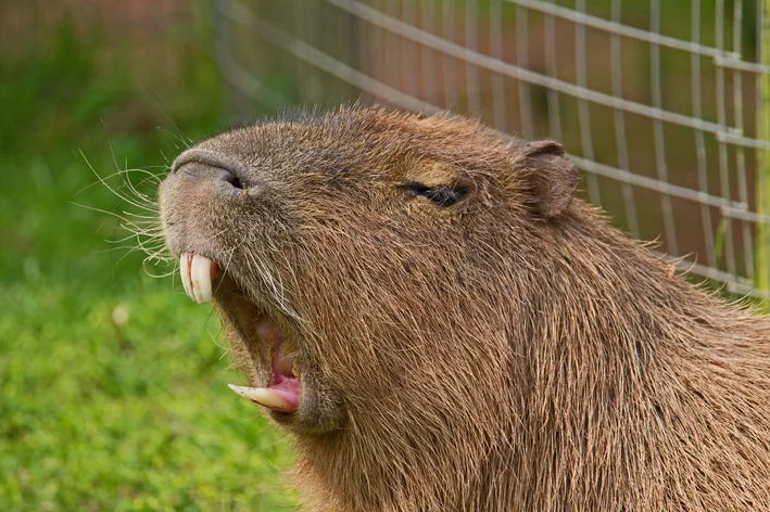 capivara morde