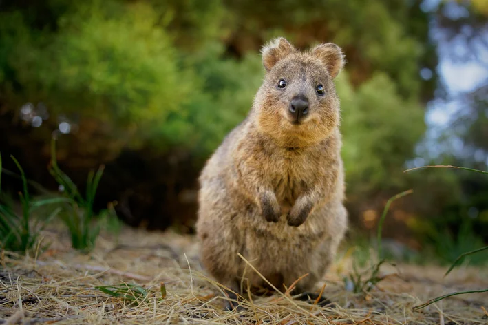 Setonix brachyurus