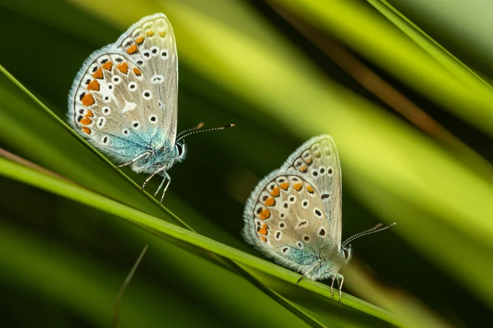 diferença entre as asas de borboleta e mariposa