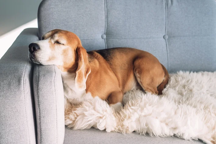 Seu cachorro está mais apático e dormindo mais do que o normal. O que você faz?