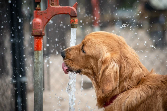 Seu cachorro está bebendo mais água que o normal. Qual sua reação?