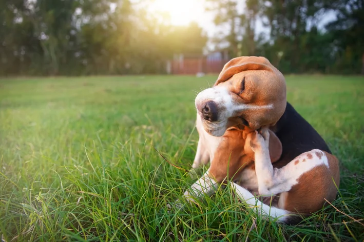 Como você identifica problemas na pele ou no pelo do cão?