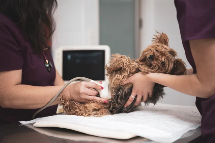 cachorro fazendo ultrassom do abdômen