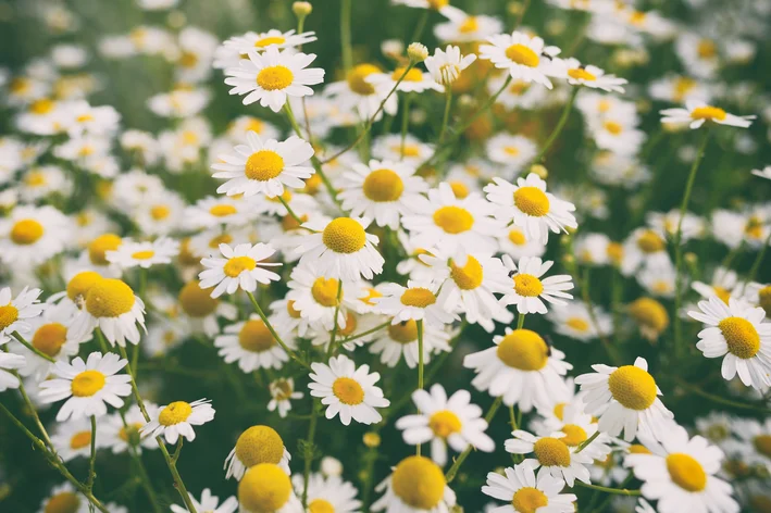 flores de camomila