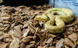 cobras rastejando na ilha das cobras