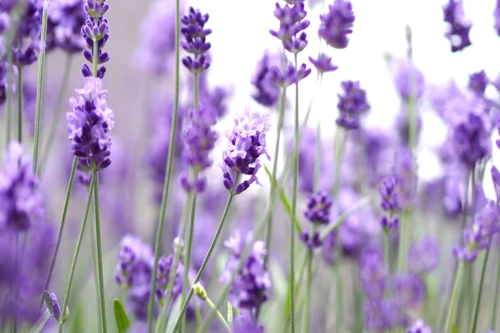 óleo essencial com lavanda