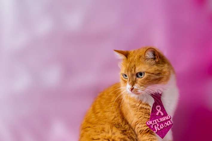 gatinha com gravata da campanha outubro rosa pet