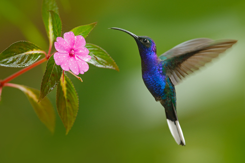 Beija-flor: descubra como atrair o pássaro | Blog da Cobasi