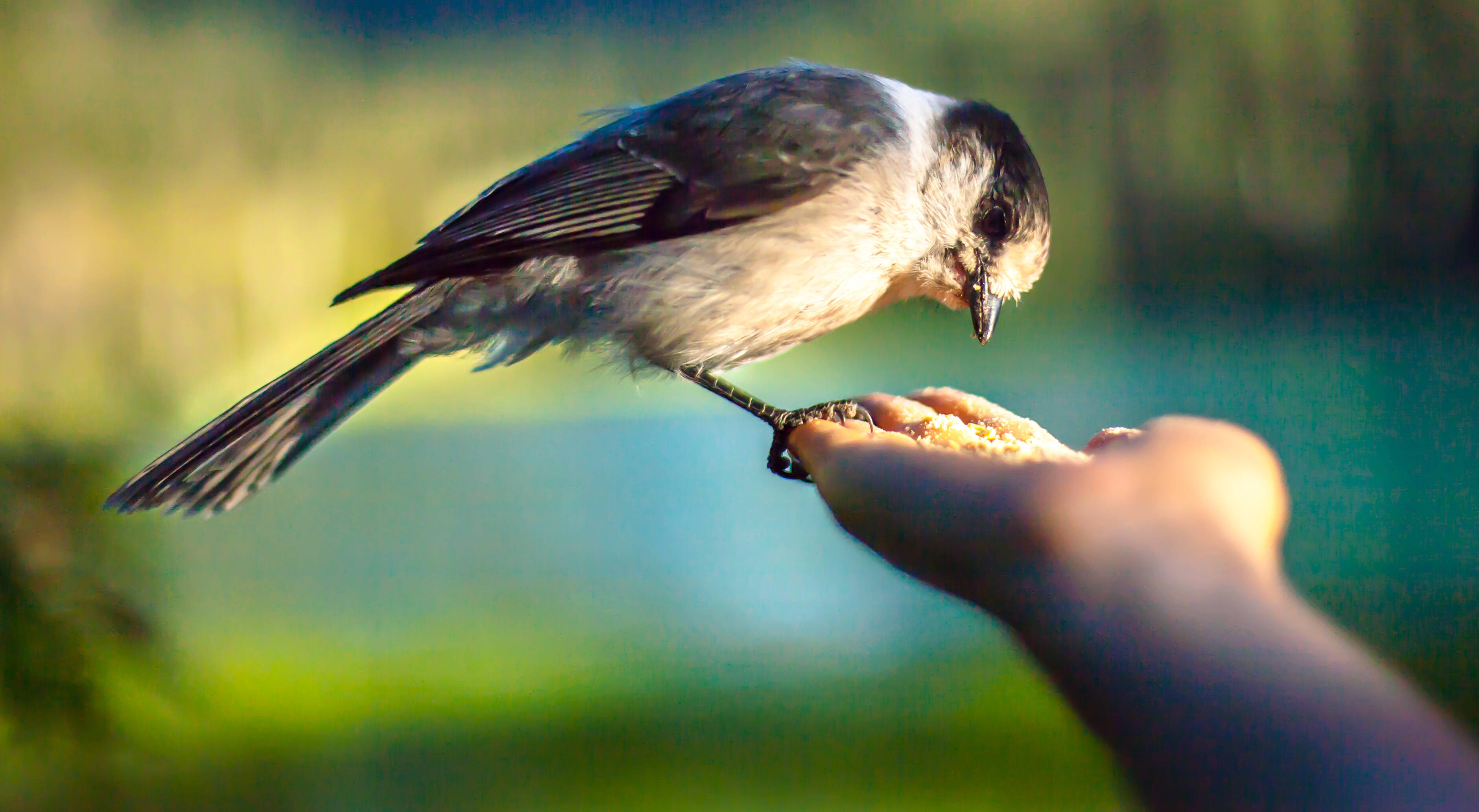 pássaro comendo ração extrusada