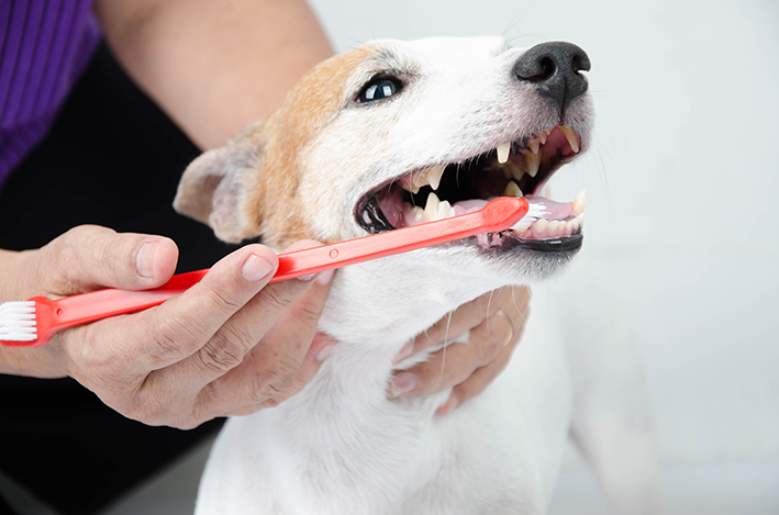 cachorro escovando os dentes para evitar o tártaro