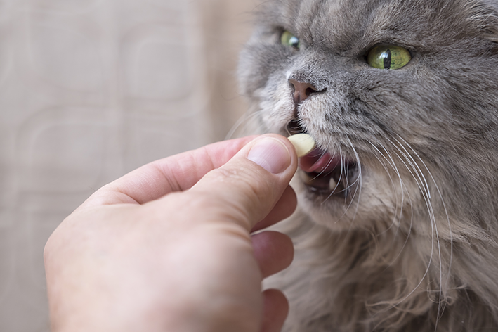 Gato toma remédio antipulgas