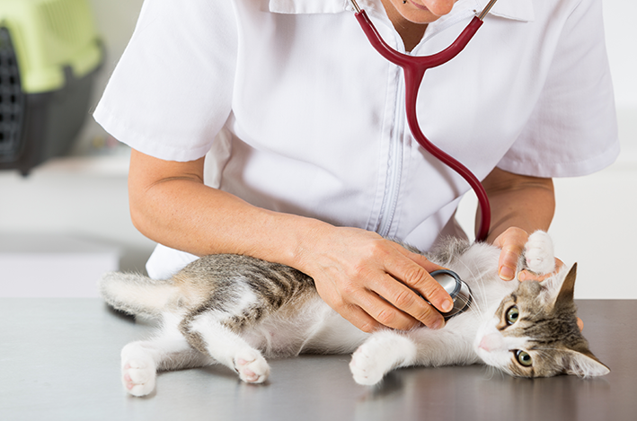 gato com veterinário