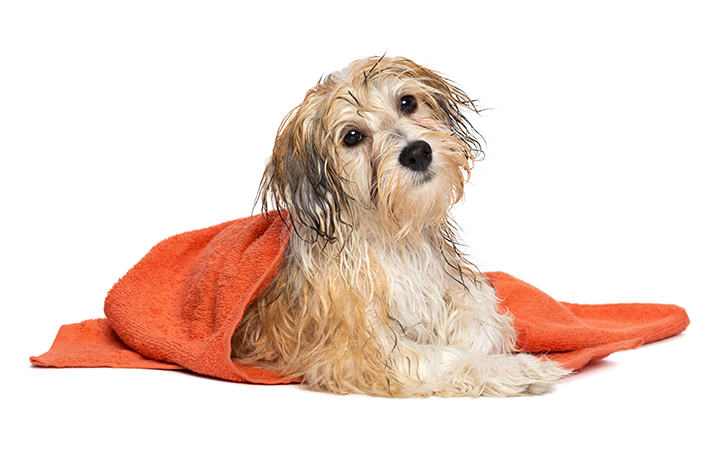 cão com toalha