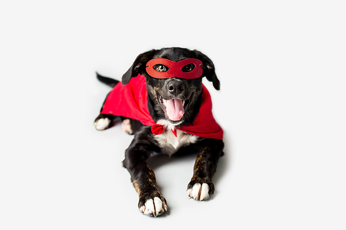cachorro preto com as patas brancas deitado com capa e máscara de super-herói. Ambas vermelhas.