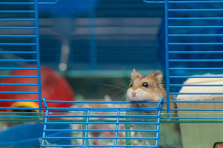 hamster na gaiola de alumínio