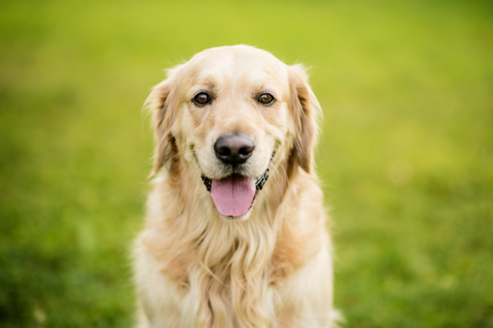 11 melhores raças de cachorro para criança - Blog da Cobasi