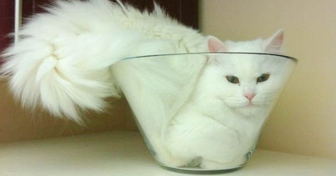 Memes acessíveis - Descrição: na foto de cima, um gato branco