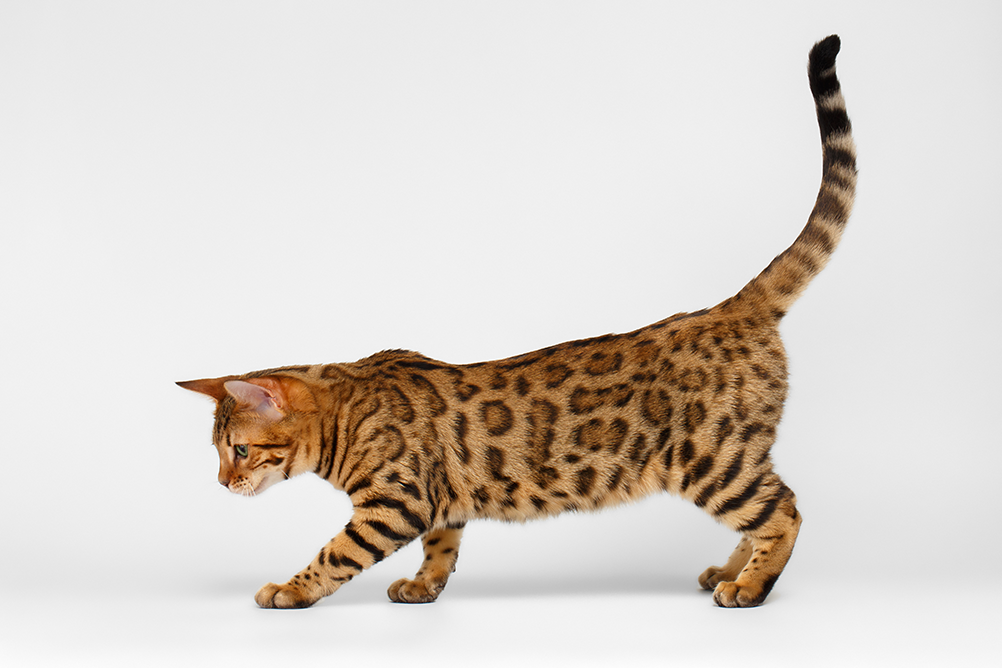 maior gato do mundo gato de bengala ou bengal adulto