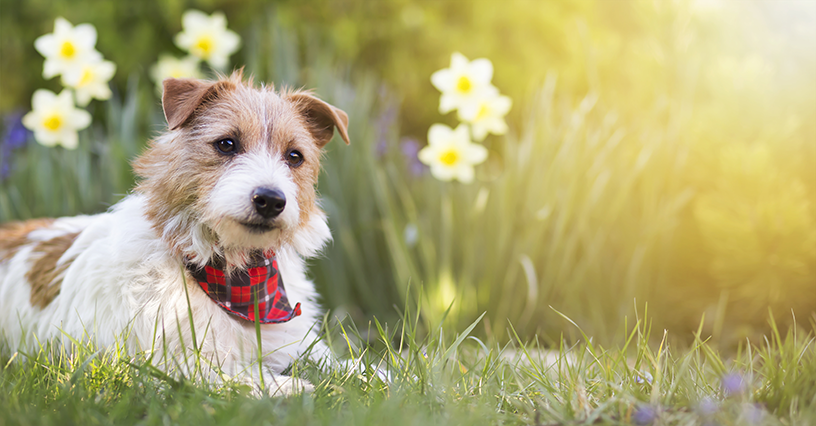 cachorro fofo na primavera