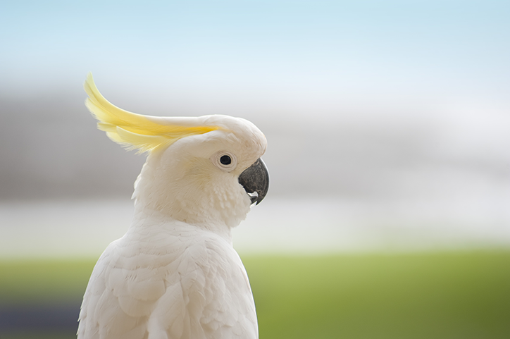 ave virada de perfil com penacho amarelo