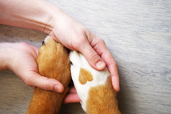 Pessoa segura pata de cachorro com coração