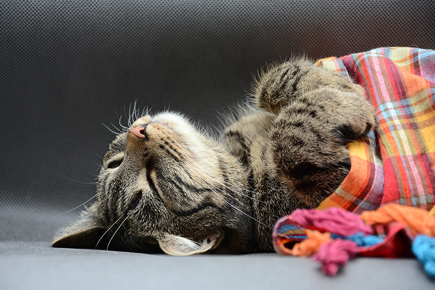 Sonhar com gato é bom? O que cada animal representa durante sono