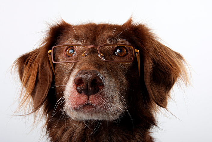 Cachorro sênior com óculos