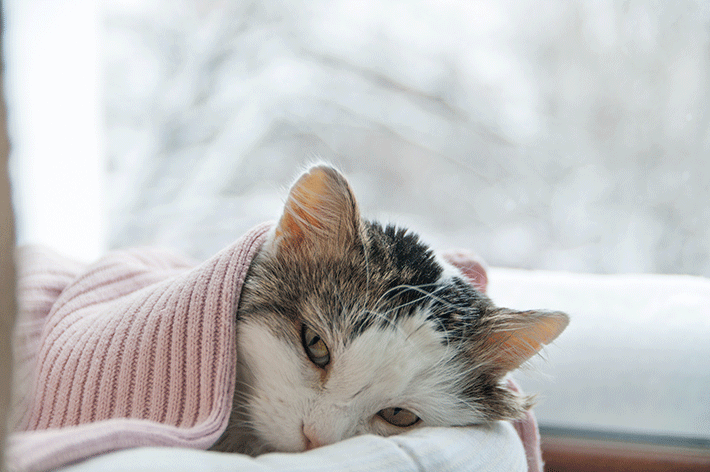 o que fazer com um gato com febre