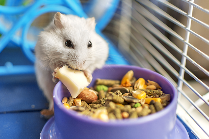 hamster no calor comendo petiscos