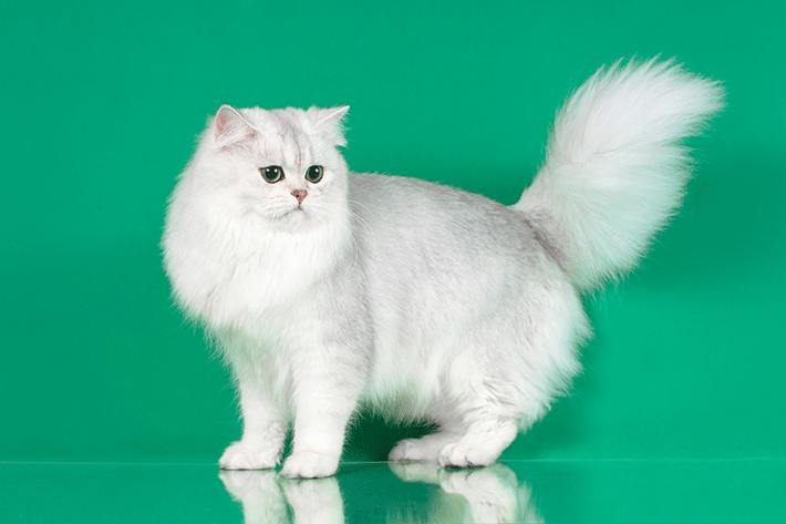 gato de pelo longo da raça persa