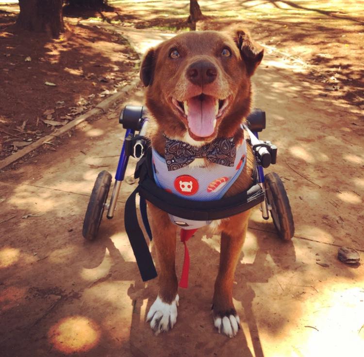 Marrom é um dos cães deficientes ajudados pelo Projeto Cãodeirante