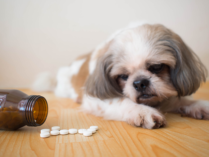 medicamentos sinais choque hipovolêmico em cachorro