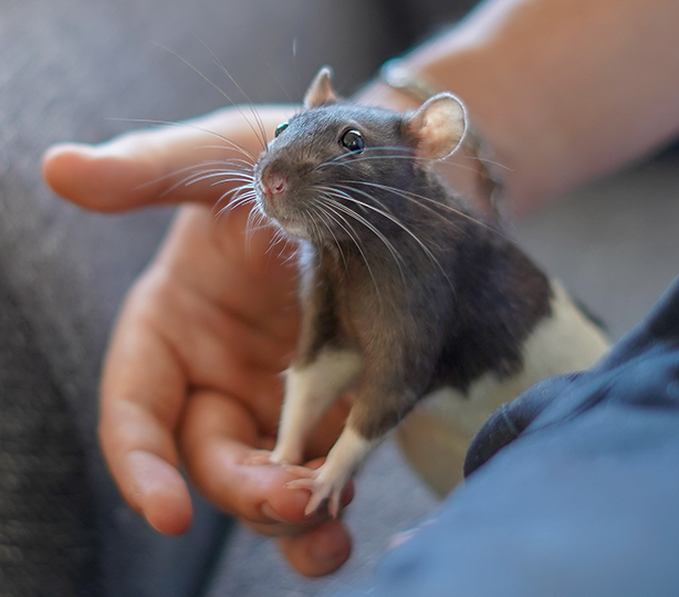 Tem um rato na minha casa! – Blog da Marilia.