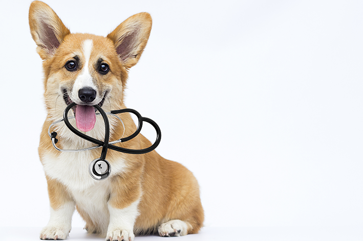 Saúdepets - Planos de Saúde Pet - Consultoria on X: Sou muito fofo! I'm  Very fluffy! #cao #cachorro #canino #dog #pet #animal #puppy   / X