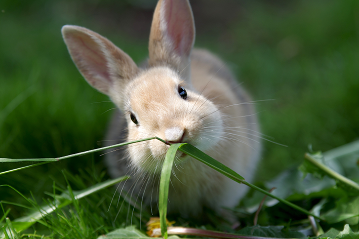 Alimentação, reprodução e comportamento de lebres e coelhos