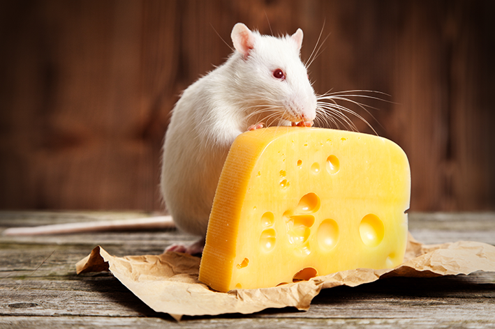 Rato gosta de queijo?