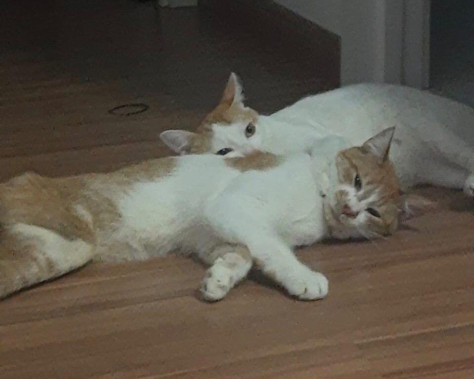 Smith, gato com deficiencia, e seu irmão Apollo