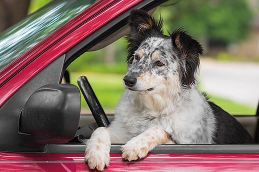 cachorro na janela do automóvel esperando cobasi no seu carro