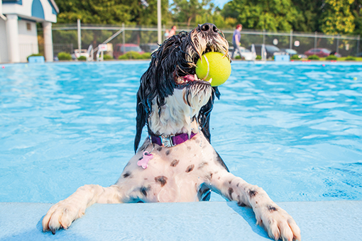 pet praticando natação para cachorro