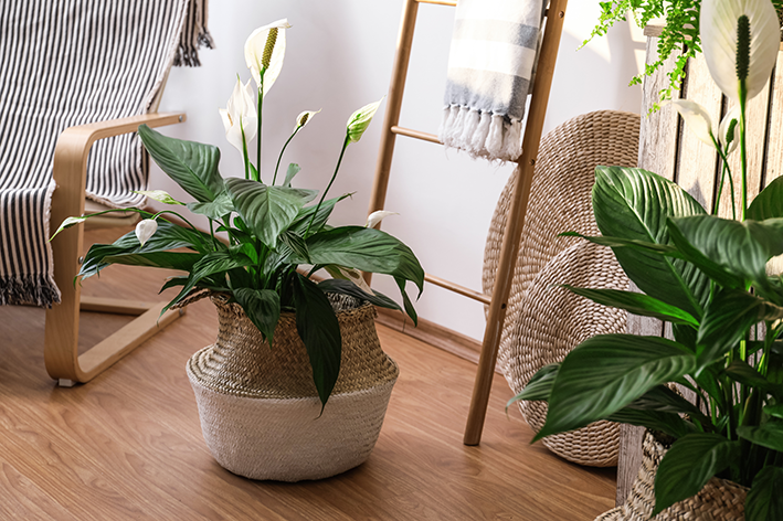 Quais são as melhores plantas para sala? | Blog da Cobasi