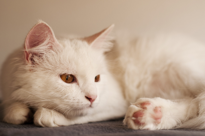 Raça de Gato Peludo: Conheça 7 Desses Fofinhos