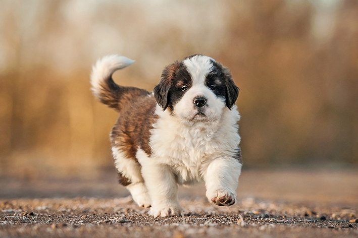 Cachorro São-bernardo: Personalidade, fotos, filhotes, cuidados e mais