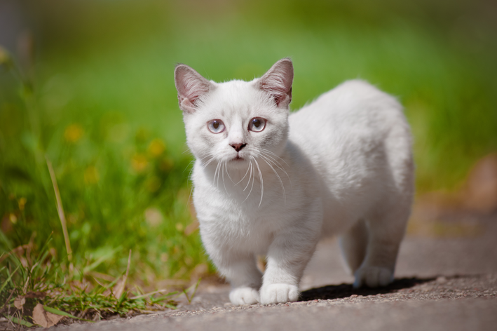 8 Curiosidades sobre gatos: verdade X mito - Blog Petz