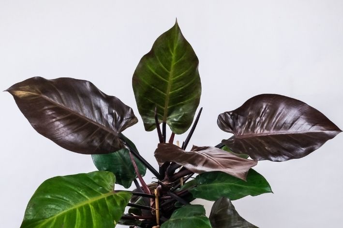 Plantas de sombra: 10 melhores espécies para cultivar - Lopes