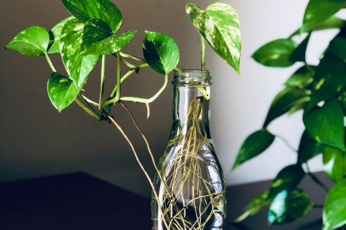 20 Espécies de planta de sombra para casa | Blog da Cobasi