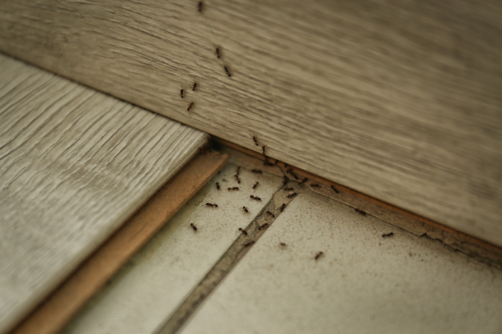 Tipos de veneno para formiga