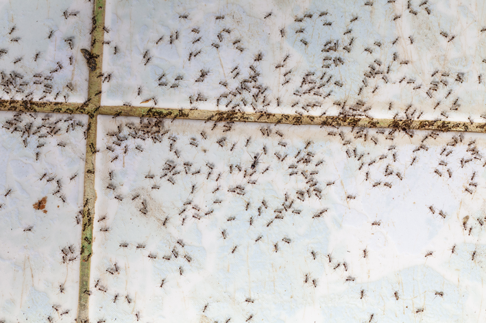 Como saber que é hora de usar veneno para formiga