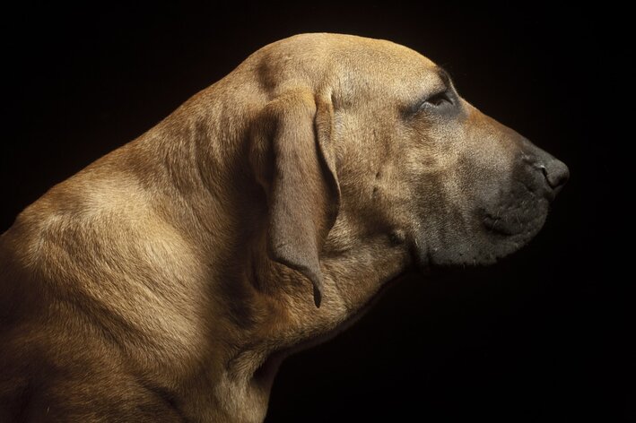 Raças de cachorro: Fila Brasileiro  Raça de cachorro, Cães de estimação,  Cachorro