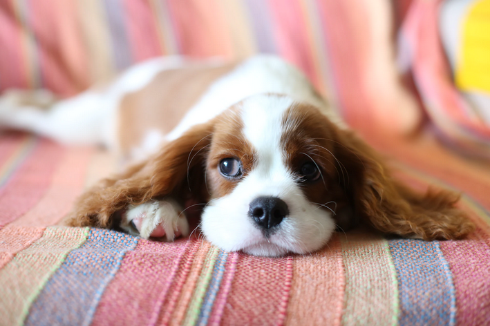 6 Raças De Cachorro Pequeno Peludo Para Se Apaixonar Blog Da Cobasi