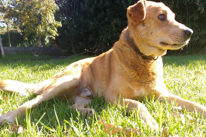por que cachorro gosta de ficar no sol